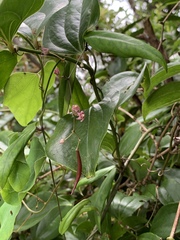 Vincetoxicum oshimae