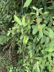 Vincetoxicum oshimae