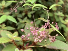 Vincetoxicum oshimae