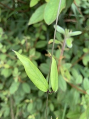 Vincetoxicum oshimae