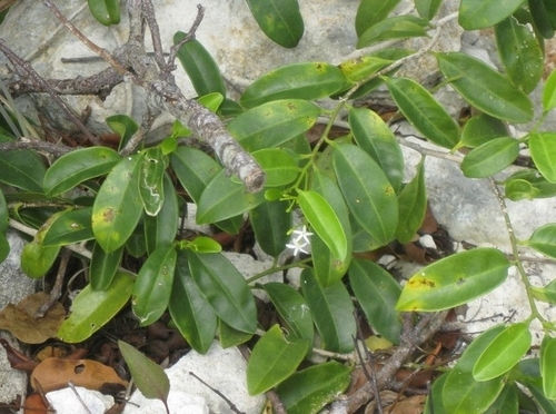 Pearlberry (Vallesia antillana)