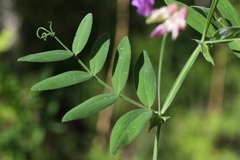 Lathyrus palustris pilosus