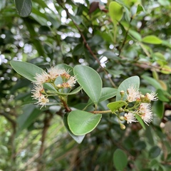 Syzygium elliptifolium