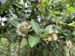 Syzygium elliptifolium