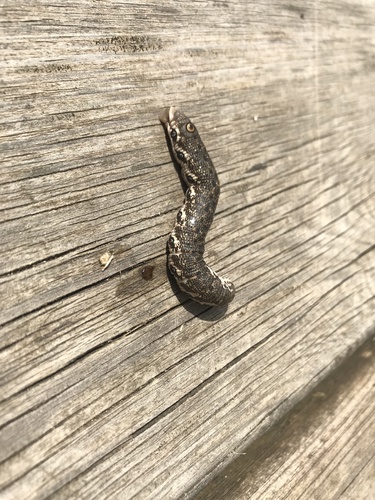 Proserpinus proserpina