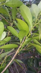 Suregada