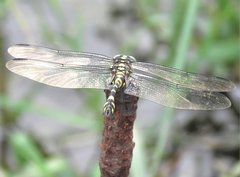 Ictinogomphus pertinax
