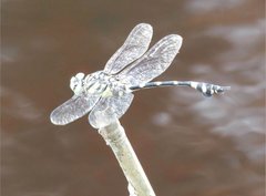 Ictinogomphus pertinax