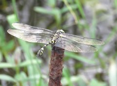 Ictinogomphus pertinax