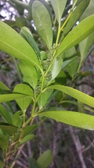 Suregada