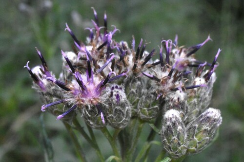 Image of Saussurea americana by (c) Gabriel Campbell-Martinez, some rights reserved (CC BY)