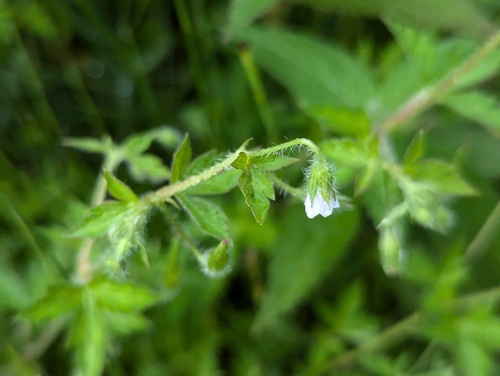 Geranium sibiricum iNat (3)