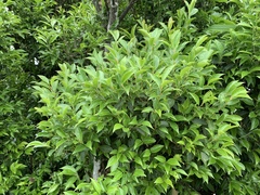 Vaccinium randaiense