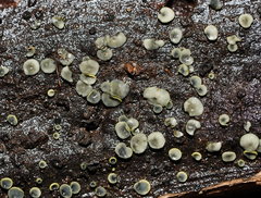 Chlorosplenium