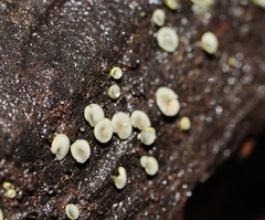 Chlorosplenium