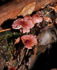 Mycena kurramulla