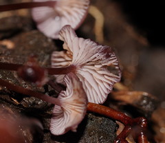 Mycena kurramulla