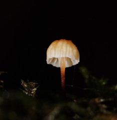 Xeromphalina leonina