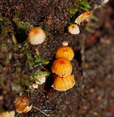 Xeromphalina leonina