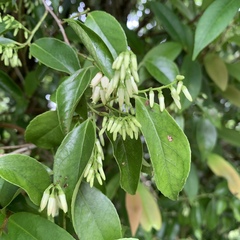 Vaccinium randaiense