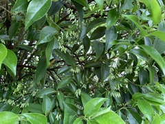 Vaccinium randaiense