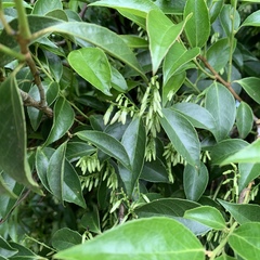 Vaccinium randaiense