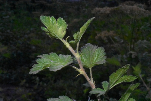 Image of Ribes watsonianum by (c) Gabriel Campbell-Martinez, some rights reserved (CC BY)