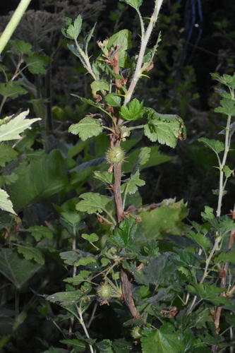Image of Ribes watsonianum by (c) Gabriel Campbell-Martinez, some rights reserved (CC BY)