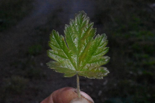 Image of Ribes watsonianum by (c) Gabriel Campbell-Martinez, some rights reserved (CC BY)