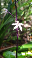 Aphyllorchis queenslandica