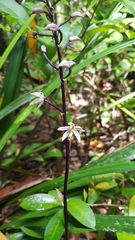 Aphyllorchis queenslandica