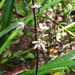 Yellow Pauper Orchid - Photo (c) Justin McMahon, some rights reserved (CC BY-NC), uploaded by Justin McMahon