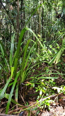 Aphyllorchis queenslandica