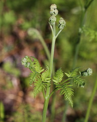 Pteridium latiusculum japonicum