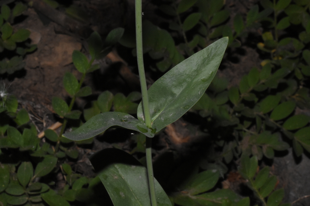 Penstemon euglaucus; photograph (c) Gabriel Campbell-Martinez, some rights reserved (CC BY)