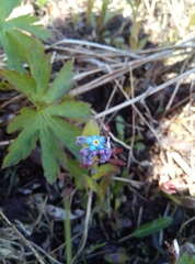 Myosotis decumbens