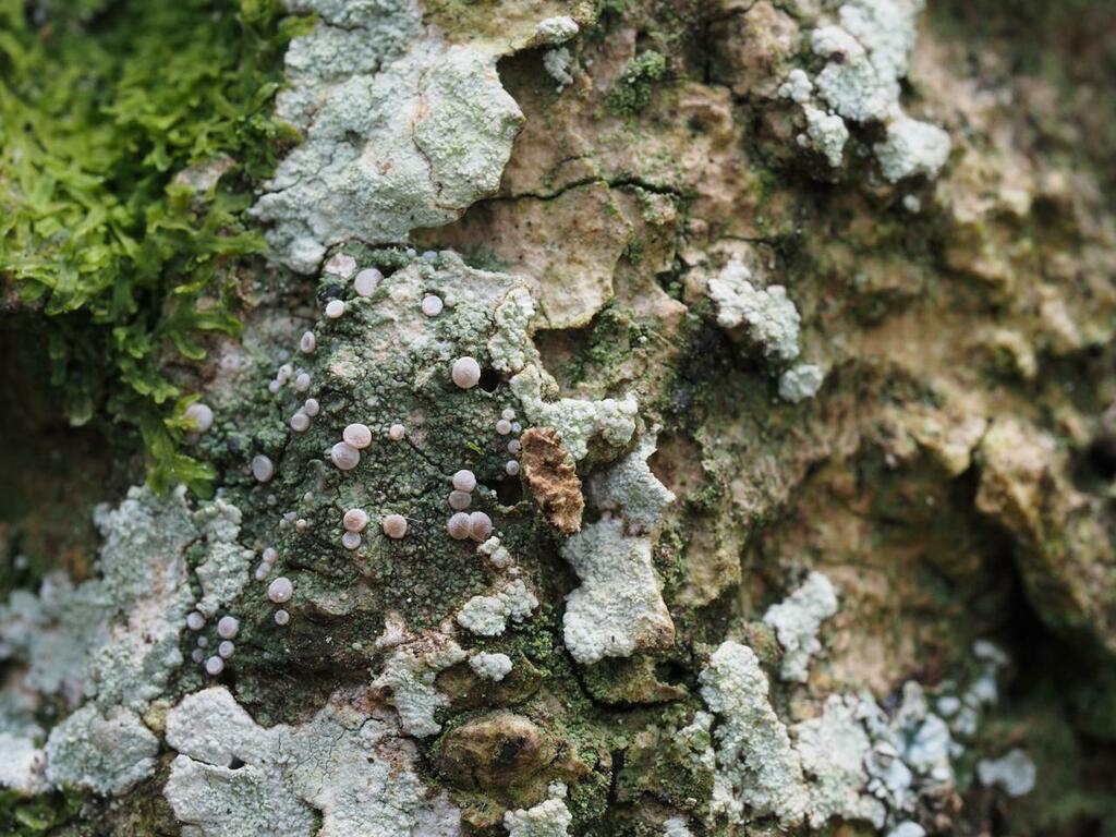 Bacidia rosella