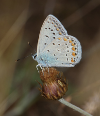 Polyommatus icarus