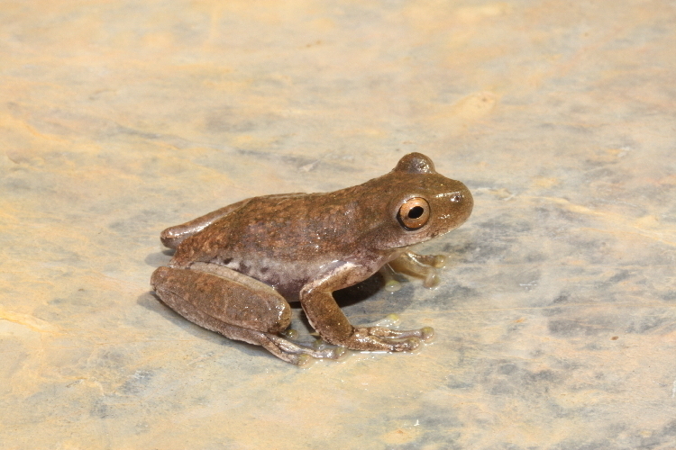 Schultze's Stream Frog