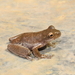 Schultze's Mountain Stream Frog - Photo (c) 2010 Sean Michael Rovito, some rights reserved (CC BY-NC-SA)