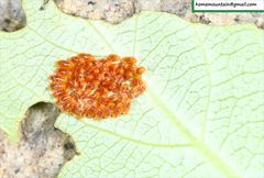 Chrysomela populi
