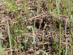 Pteridium latiusculum japonicum