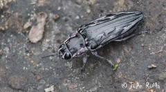 Chalcophora mexicana