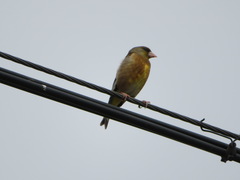 Chloris sinica