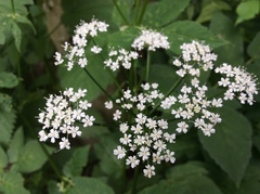 Aegopodium