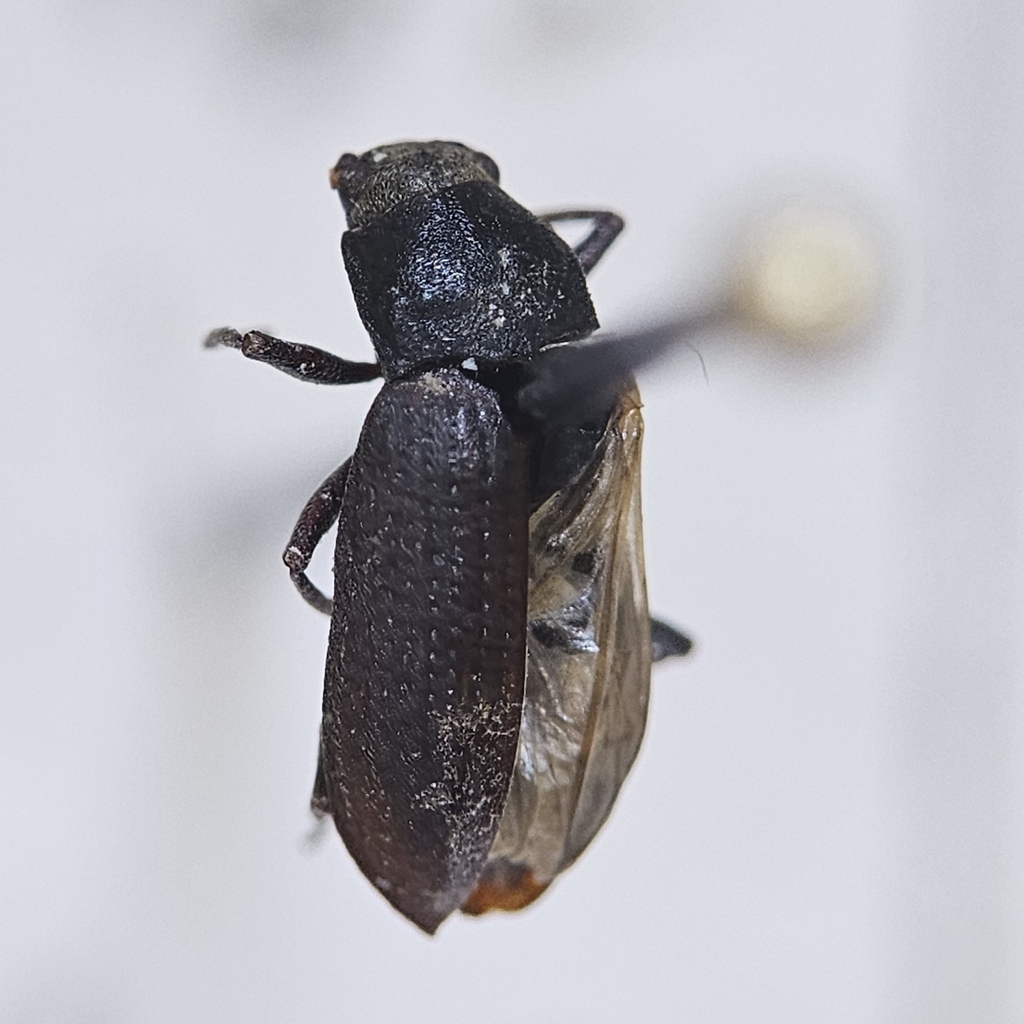 Helichus striatus