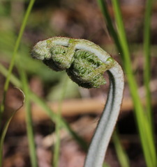 Pteridium latiusculum japonicum