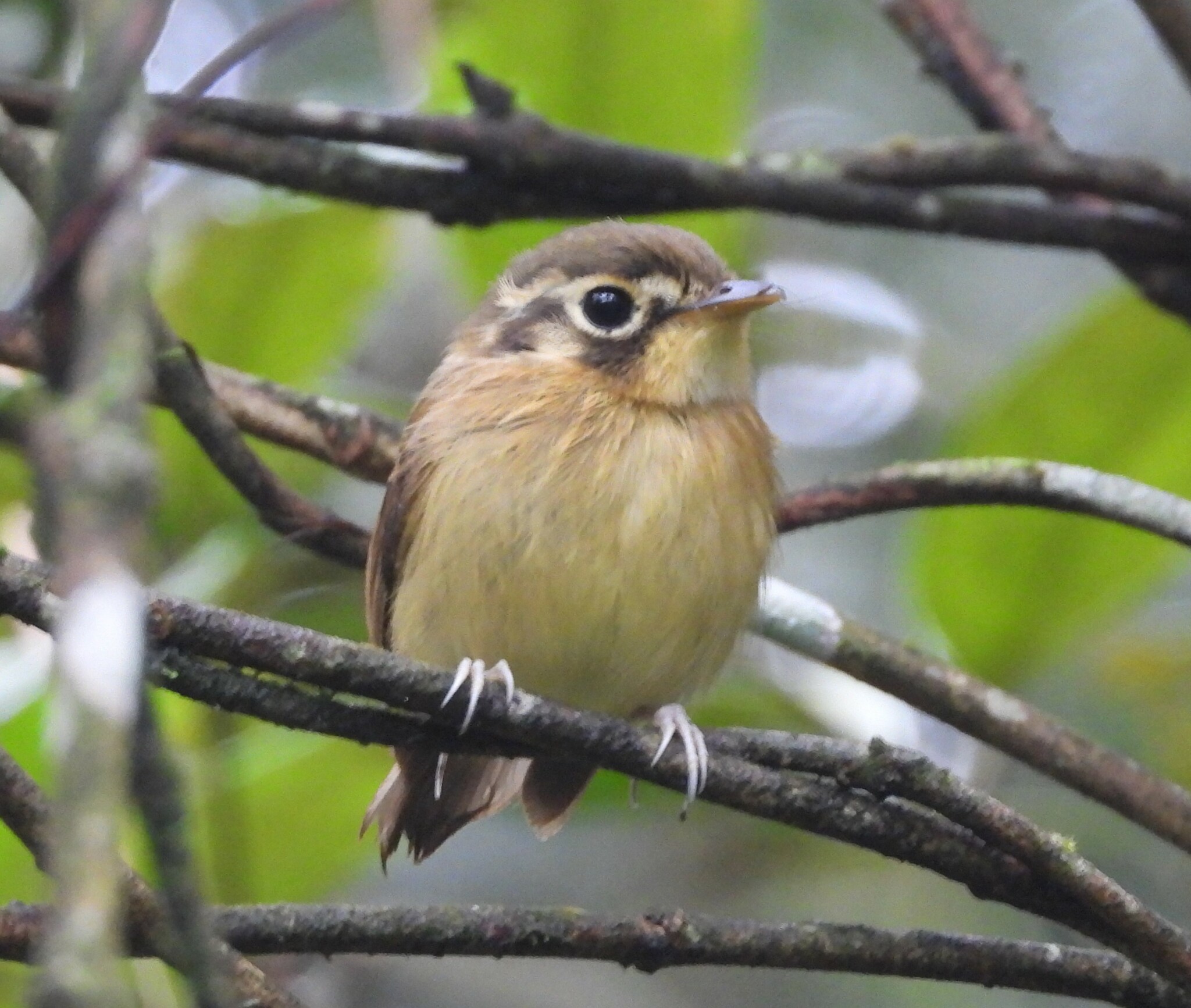 White-throated Spadebill illustration