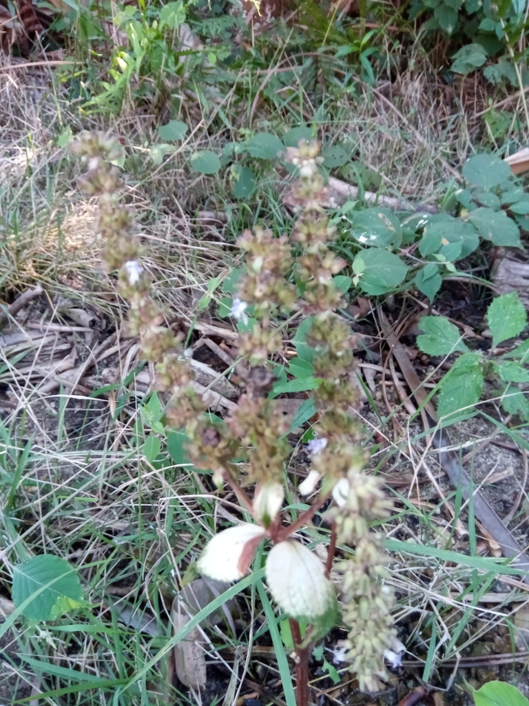 Pha Taem Jellywort