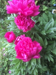 Paeonia